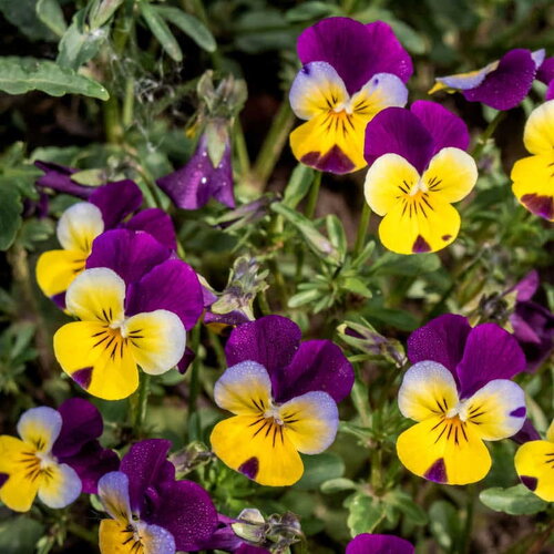 40 graines viola tricolor, pensée sauvage