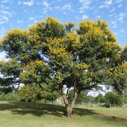 3 graines mimosa odorant, acacia karroo