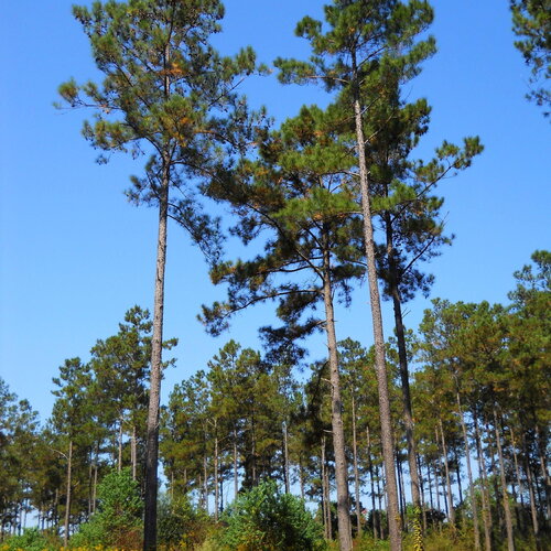 3 graines de pinus taeda, pin taeda, pin à l’encens, pin à torches