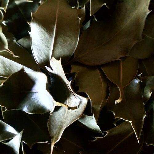 10 feuilles de houx séchées, ilex aquifolium, encens, rituel, breloques, pagan, wicca, sorcellerie, protection contre le mal