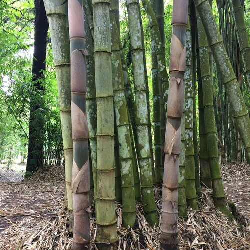 3 graines dendrocalamus asper, bambou géant noir, bambou non traçant