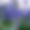3 graines salvia farinacea &quot;victoria blue&quot;, sauge farineuse