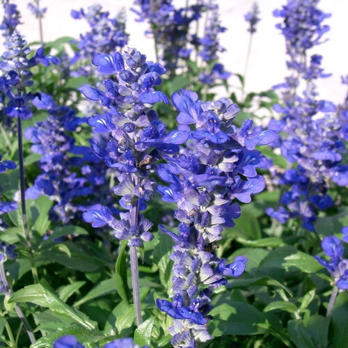 3 graines salvia farinacea &quot;victoria blue&quot;, sauge farineuse