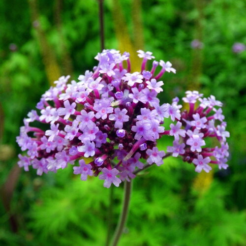 10 graines verbena bonariensis, verveine de buenos aires