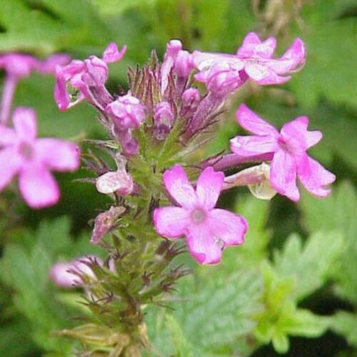 10 graines verbena canadensis &quot;toronto silver pink&quot;, verveine du canada