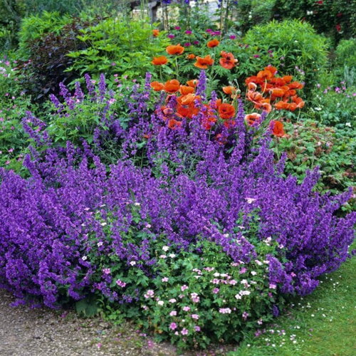 50 graines de menthe des chats, nepeta racemosa