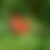 3 graines callistemon speciosus, rince-bouteille