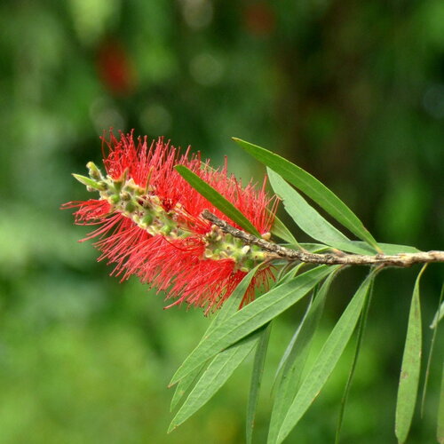 3 graines callistemon speciosus, rince-bouteille