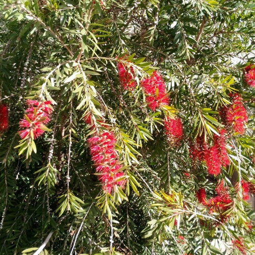 3 graines callistemon phoeniceus, goupillon écarlate