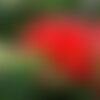 3 graines callistemon linearis, rince-bouteille