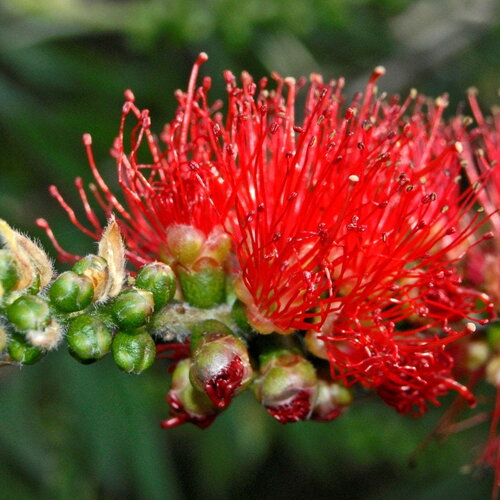3 graines callistemon linearis, rince-bouteille