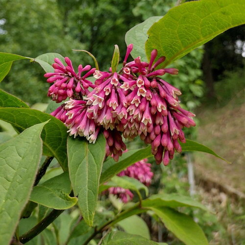 3 graines syringa komarowii var. reflexa, lilas penché