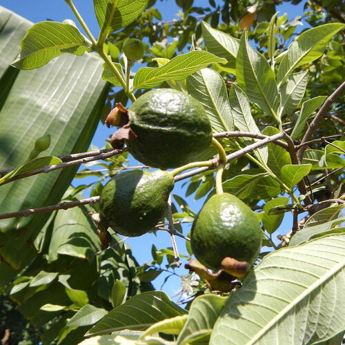 10 graines de goyavier, psidium guajava