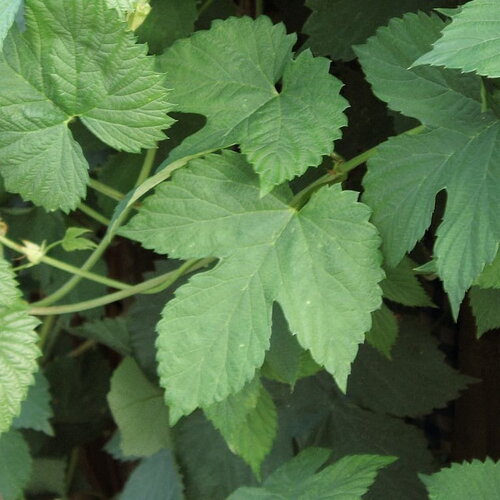 7 graines de houblon, humulus lupulus, houblon grimpant