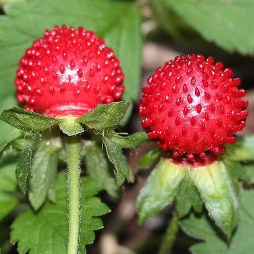 20 graines duchesnea indica, fraisier de duchesne, fraisier des indes, fraisier à fleurs jaunes