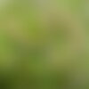 3 graines de myrtille, vaccinium myrtillus