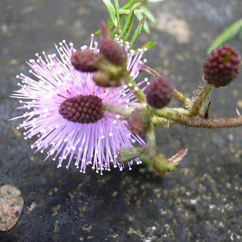3 graines mimosa pudica, sensitive, mimosa pudique