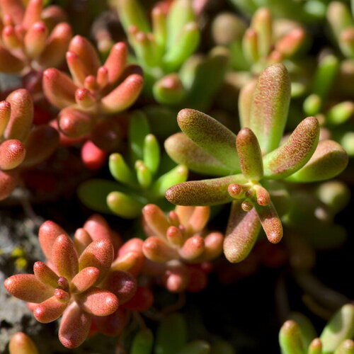 50 graines de sedum album, orpin blanc