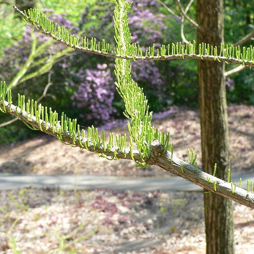 10 graines de cyprès des marais, cyprès des étangs, taxodium ascendens