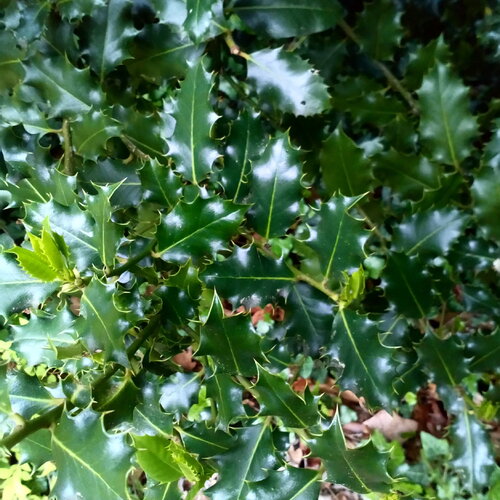 10 feuilles de houx fraiches ilex aquifolium décoration artisanat diy