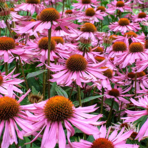 20 graines de echinacea purpurea, echinacée pourpre