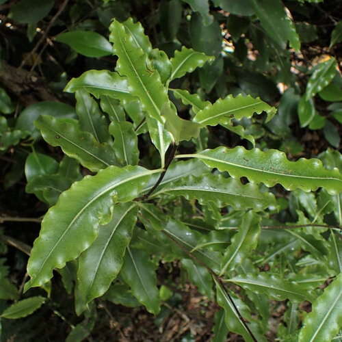 3 graines pittosporum eugenioides