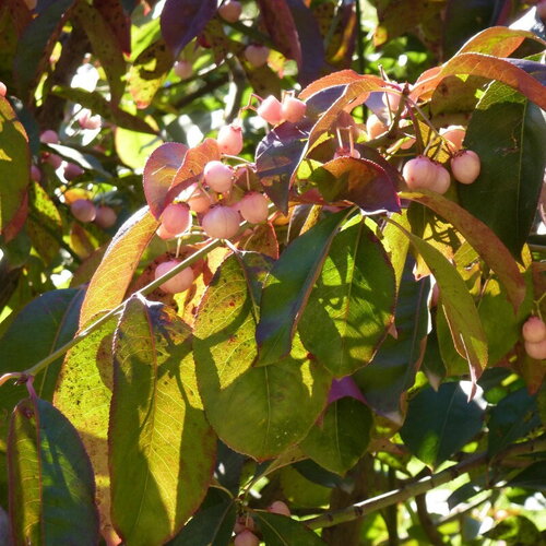 3 graines euonymus grandiflorus