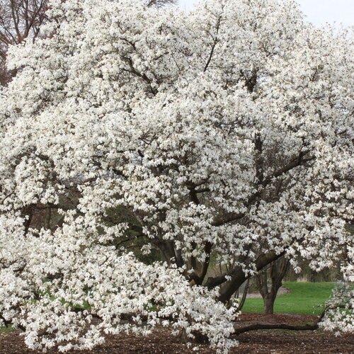 3 graines magnolia kobus