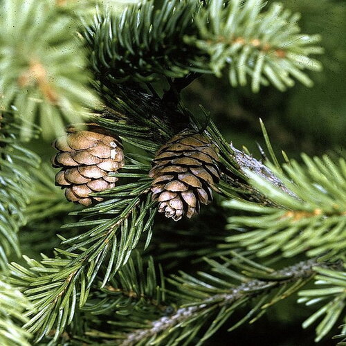 5 graines de épinette rouge, épicéa rouge, picea rubens