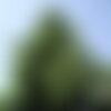 3 graines abies bornmuelleriana, sapin de turquie