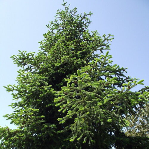 3 graines abies bornmuelleriana, sapin de turquie