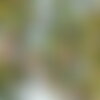 3 graines carpinus fargesii, carpinus viminea
