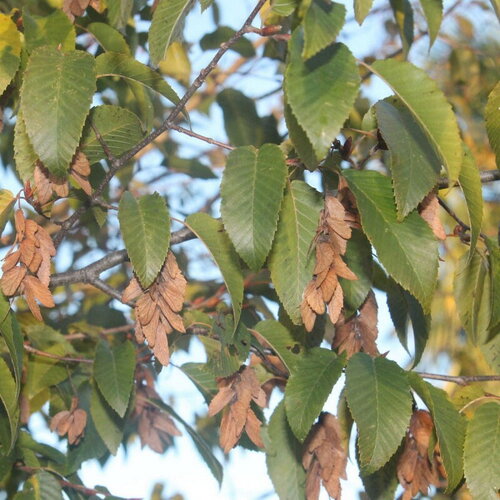 3 graines carpinus fargesii, carpinus viminea