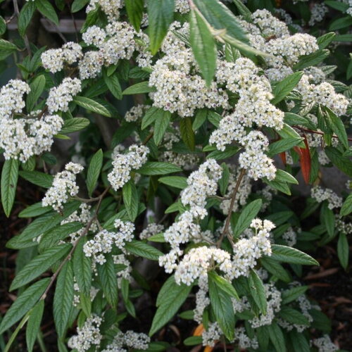 3 graines cotoneaster salicifolius, cotonéaster à feuilles de saule