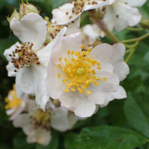 3 graines de rosa multiflora inermis, rosier multiflore sans épine