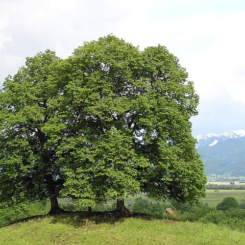 5 graines de tilia cordata, tilleul à petites feuilles