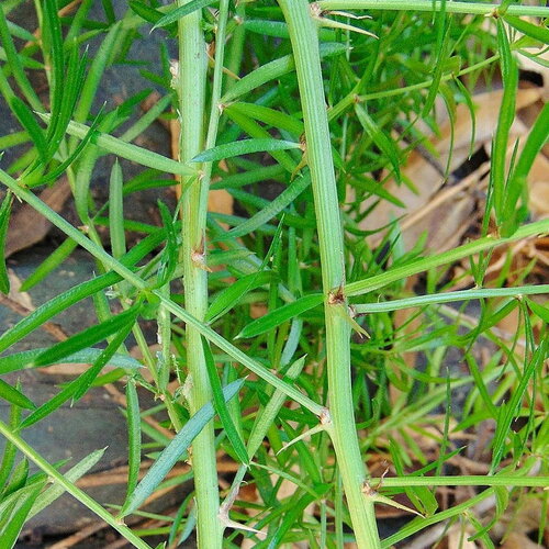 3 graines asparagus aethiopicus, asperge de sprenger, asperges aethiopicus