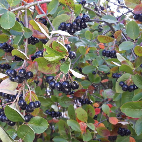 3 graines aronia prunifolia, aronie pourpre