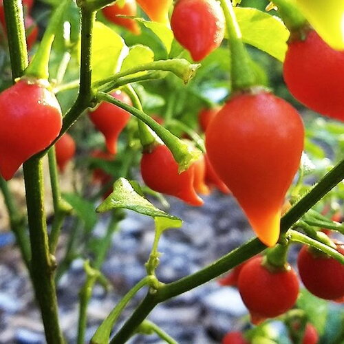 25 graines de piment chupetinha 'biquinho'