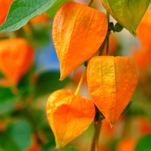20 graines physalis franchetii alkekengi gigantea, lanterne chinoise
