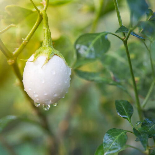 20 graines de aubergine blanche &quot;white egg&quot;, solanum melongena