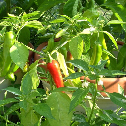 25 graines de piment poisson