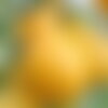 20 graines de tomates &quot;poire jaune&quot;, solanum lycopersicum