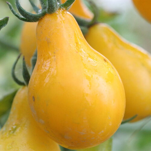 20 graines de tomates &quot;poire jaune&quot;, solanum lycopersicum