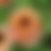 10 graines de souci &quot;touch of red buff&quot;, calendula officinalis