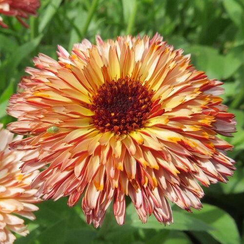 10 graines de souci &quot;touch of red buff&quot;, calendula officinalis