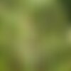 7 graines de nerprun alaterne, rhamnus alaternus