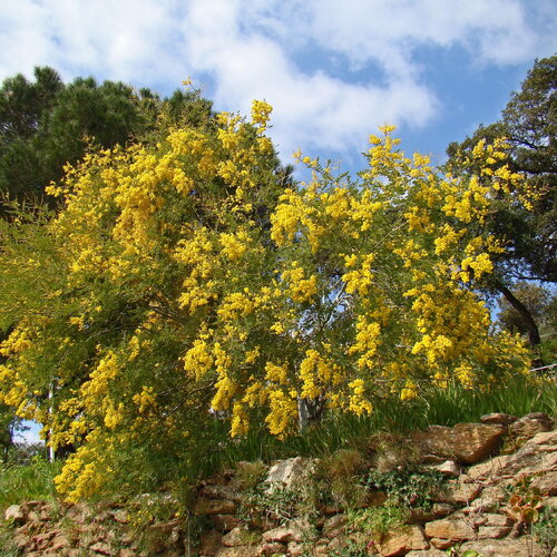 3 graines acacia spectabilis, mimosa splendide