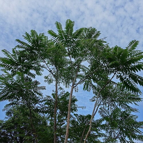 7 graines d'acajou de chine, toona sinensis, cédrèle de chine, cèdrela de chine, acajou de chine