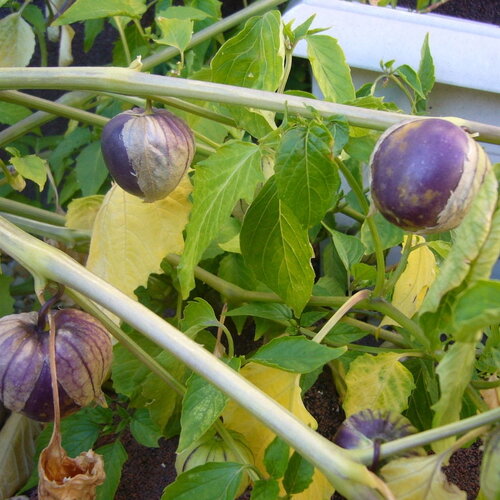 25 graines physalis ixocarpa, tomatille, tomatillo du mexique